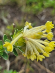 Lasiosiphon anthylloides