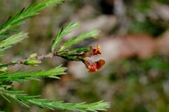 Dillwynia sericea
