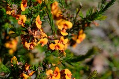Dillwynia sericea