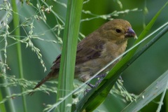 Sporophila