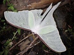 Actias aliena aliena