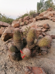 Mammillaria albicans