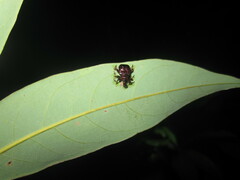Attelabidae