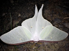 Actias aliena aliena
