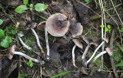 Cortinarius decipiens