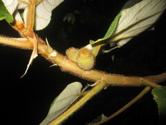 Ficus esquiroliana