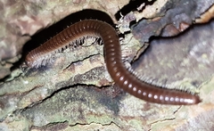 Cylindroiulus punctatus