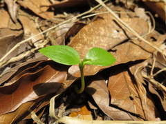 Viburnum tinoides