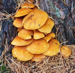 Gymnopilus