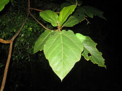 Ficus esquiroliana
