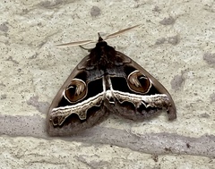 Metopta rectifasciata