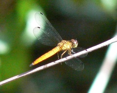 Orchithemis pulcherrima