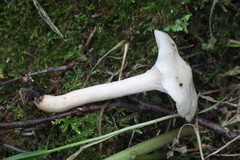 Hygrophorus cossus