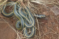 Homoroselaps lacteus