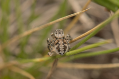 Aelurillus v-insignitus