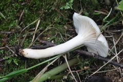 Hygrophorus cossus