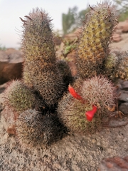 Mammillaria albicans