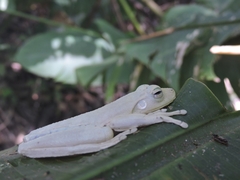 Boana platanera