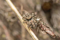 Aelurillus v-insignitus