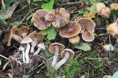 Cortinarius pilatii