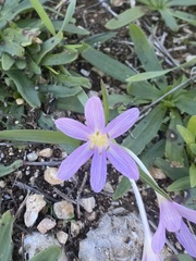 Colchicum cupanii