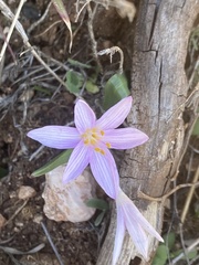 Colchicum cupanii