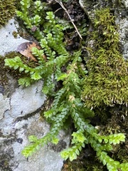 Selaginella denticulata
