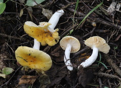 Russula acetolens