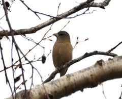 Coccothraustes vespertinus