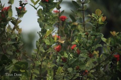 Nectariniidae