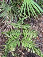 Pteridium aquilinum pseudocaudatum