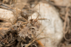 Phyllomorpha laciniata