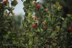 Nectariniidae
