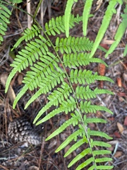 Pteridium aquilinum pseudocaudatum