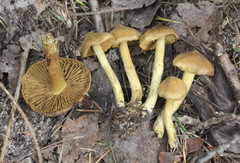 Cortinarius olivaceofuscus