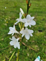 Watsonia