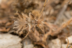 Phyllomorpha laciniata