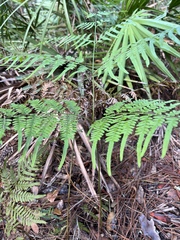 Pteridium aquilinum pseudocaudatum