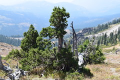 Juniperus grandis