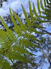 Pteridium aquilinum pseudocaudatum
