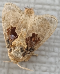 Chalcoscelides castaneipars