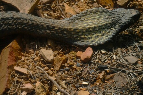 Common Rinkhals