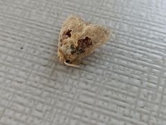 Chalcoscelides castaneipars