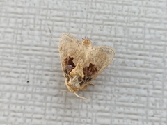 Chalcoscelides castaneipars