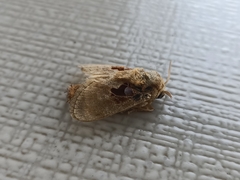 Chalcoscelides castaneipars