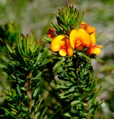 Pultenaea humilis
