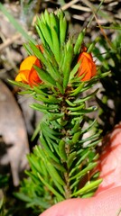 Pultenaea humilis