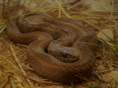 Amplorhinus multimaculatus