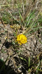 Listia bainesii