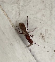 Ectatomma tuberculatum